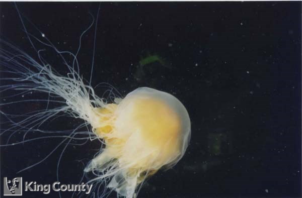 Photo of Fried Egg Jellyfish - Phacellophora camtschatica